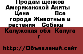 Продам щенков Американской Акиты › Цена ­ 25 000 - Все города Животные и растения » Собаки   . Калужская обл.,Калуга г.